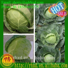 Good Round Fresh Cabbage Price Cabbage Seed